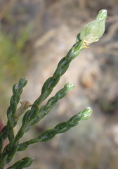Amphithalea vlokii