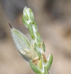 Amphithalea vlokii