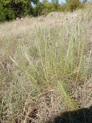 Liatris punctata mucronata