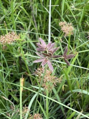 Cyperus mundii