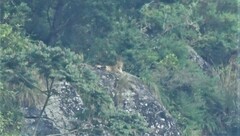 Panthera pardus fusca