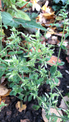 Cerastium glomeratum