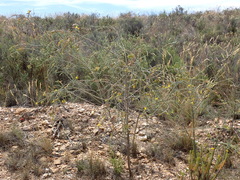 Aspalathus pinguis pinguis