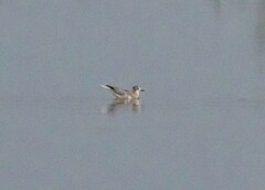 Hydrocoloeus minutus