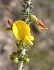 Aspalathus pinguis pinguis