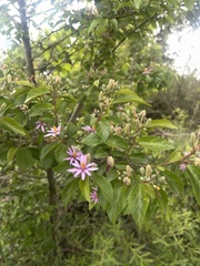 Grewia occidentalis occidentalis