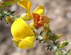 Aspalathus pinguis pinguis