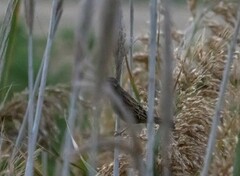 Emberiza schoeniclus