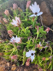 Dimorphotheca walliana