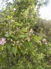 Grewia occidentalis occidentalis
