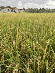 Oryza