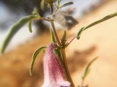 Sesamum triphyllum image