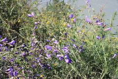 Dracocephalum peregrinum