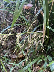 Lomandra hystrix
