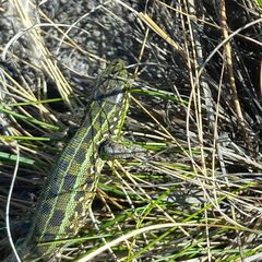 Lacerta agilis exigua