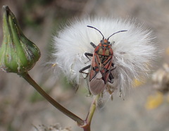 Spilostethus pandurus elegans