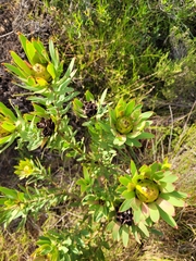 Leucadendron sessile