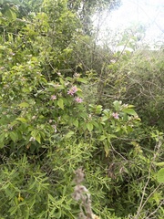 Grewia occidentalis occidentalis