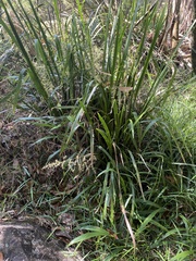 Lomandra hystrix