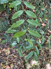 Elaeodendron curtipendulum