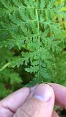 Eucrypta chrysanthemifolia