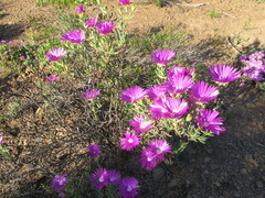 Lampranthus haworthii