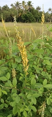 Crotalaria pallida