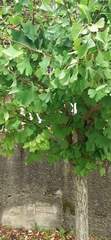 Ginkgo