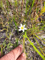 Romulea flava