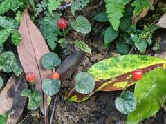 Geophila repens