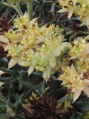 Echinophora spinosa