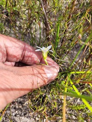 Romulea flava