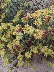 Echinophora spinosa