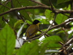 Rubigula melanicterus