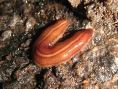 Australopacifica