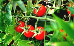 Solanum lycopersicum cerasiforme