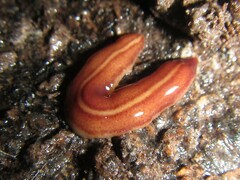 Australopacifica