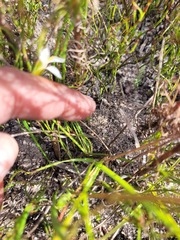 Romulea flava