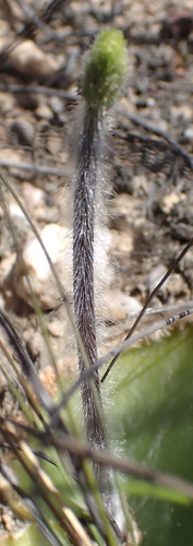 Image of Holothrix pilosa by (c) Nicola van Berkel, some rights reserved (CC BY-SA)