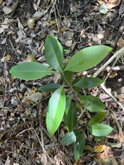 Psychotria semperflorens