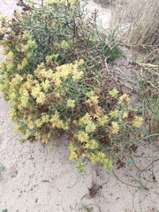 Echinophora spinosa