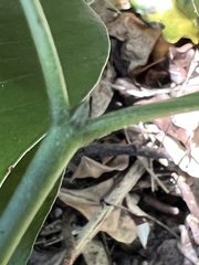 Psychotria semperflorens