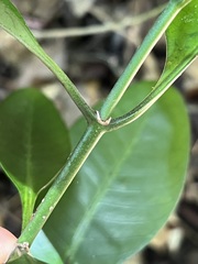 Psychotria semperflorens