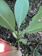 Psychotria semperflorens