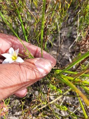 Romulea flava