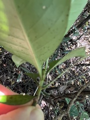 Psychotria semperflorens