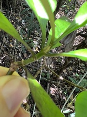 Psychotria semperflorens