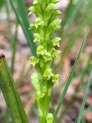 Microtis parviflora