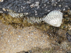 Bembicium nanum