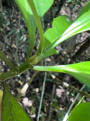 Psychotria semperflorens